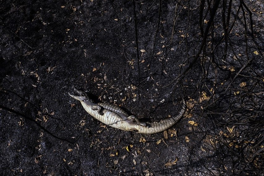 Queimadas Pantanal