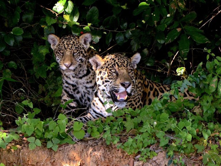 Onças-Pintadas Pantanal