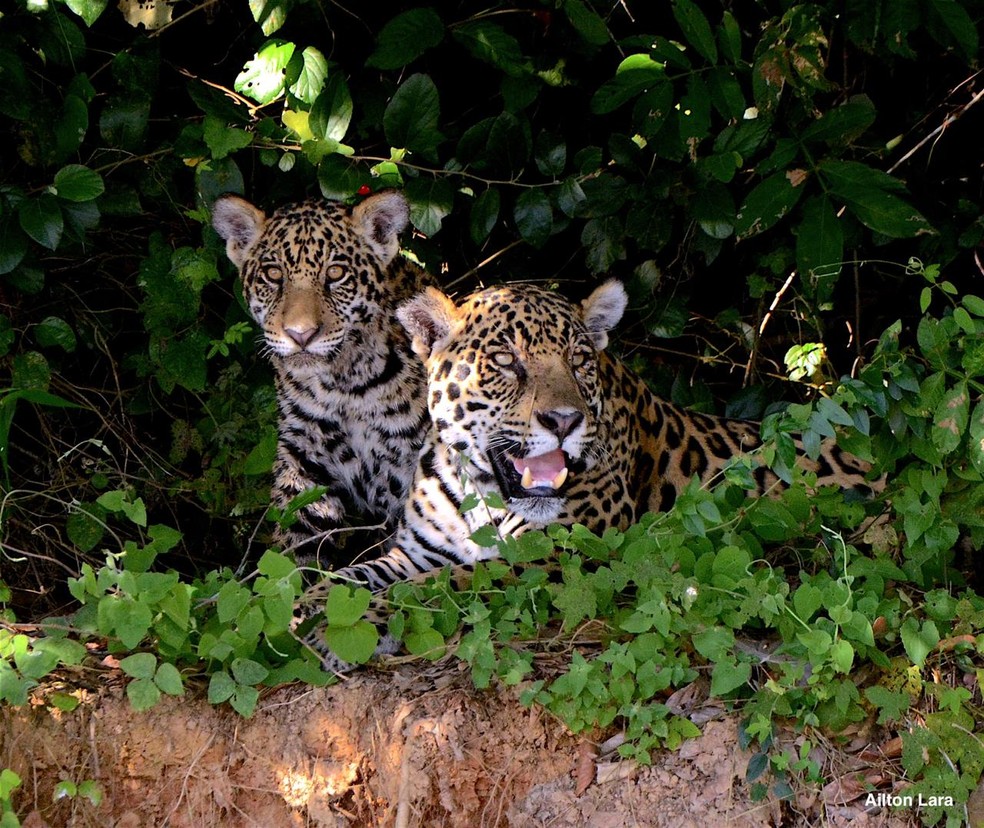 Onças-Pintadas Pantanal