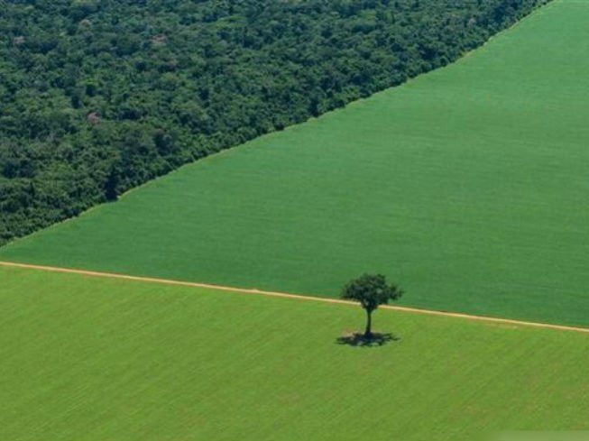 cerrado desmatamento