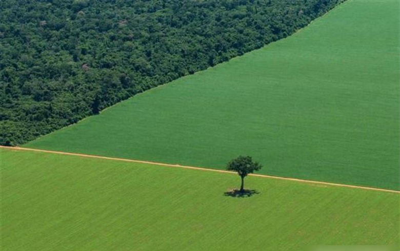 cerrado desmatamento