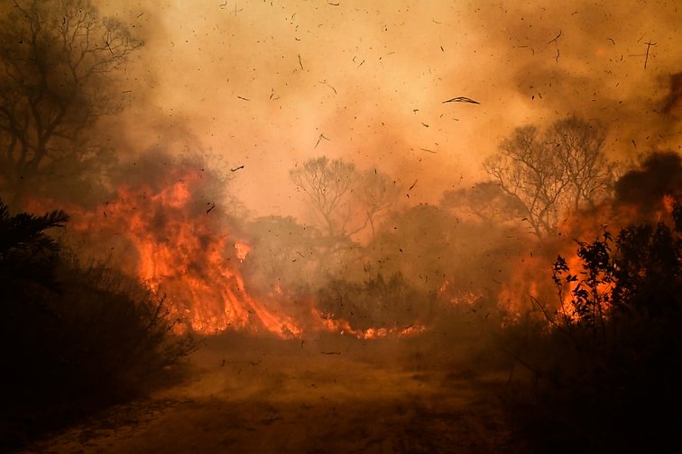 Os pesquisadores alertam também que a seca no pantanal deverá durar anos e ter graves consequências para a fauna, a flora e as comunidades