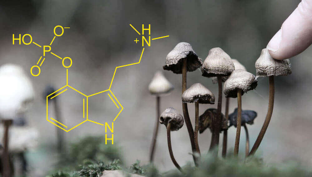 Especialistas acreditam que estudos com cogumelos alucinógenos e sua substância sejam impactados em outros países, como no Brasil
