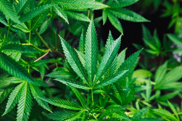 O Ministério da Justiça pediu a rejeição do projeto de lei que legaliza o cultivo da cannabis para fins medicinais e industriais no país