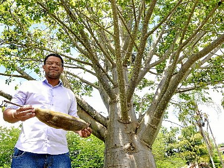Professor do DF André Lúcio Bento identifica os baobás símbolos - culturais do continente africano - existentes na capital Foto: Reprodução