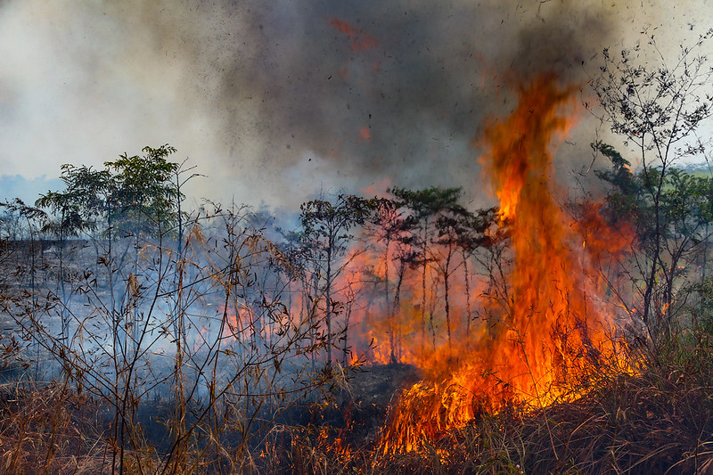 Amazônia