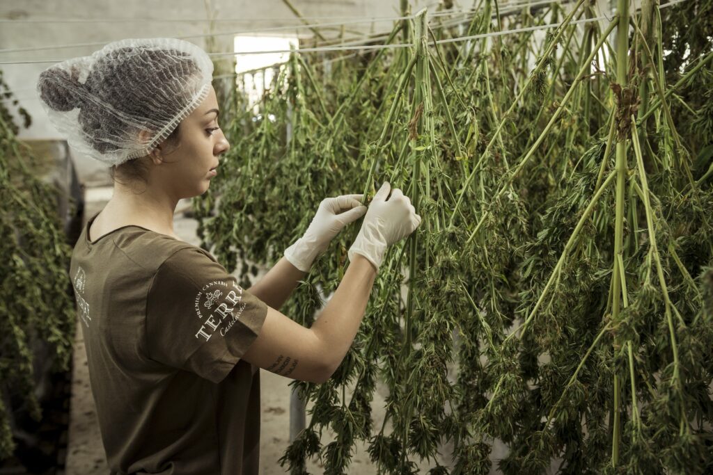 Produção de cannabis. Foto: Divulgação.