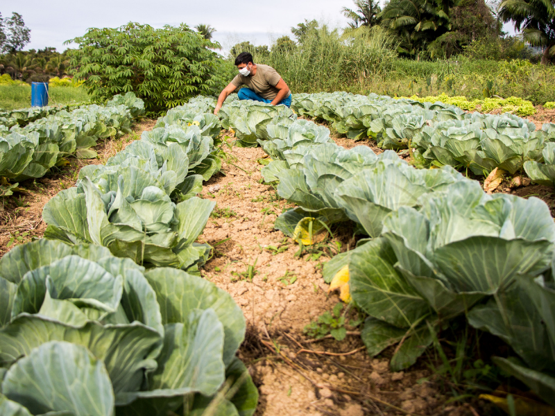 agricultura